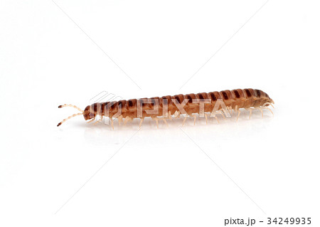 分解者ヤスデ不快害虫 分解者ヤスデ不快害虫 34249935