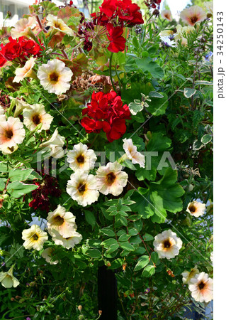 全国都市緑化よこはまフェア 34250143