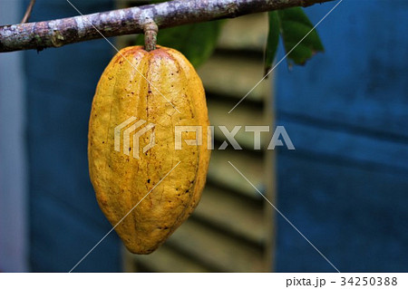 カカオの実　キューバ Cacao 34250388