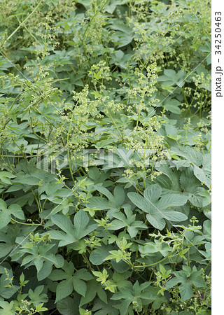カナムグラ 34250463