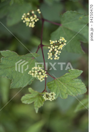 ノブドウ 34250470