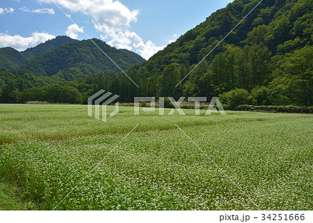 山間のソバ畑　福島県南会津町　旧舘岩村 34251666