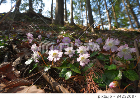 森に咲くイワウチワ　鹿沼市二股山 34252087