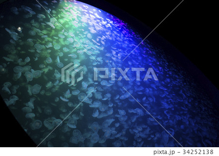 鶴岡市立加茂水族館 鶴岡市立加茂水族館 34252138