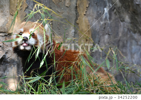 横浜・野毛山動物園のレッサーパンダ 34252200