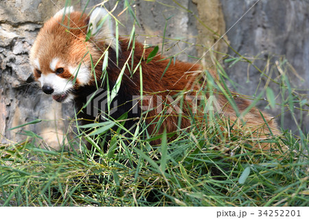 横浜・野毛山動物園のレッサーパンダ 横浜・野毛山動物園のレッサーパンダ 34252201
