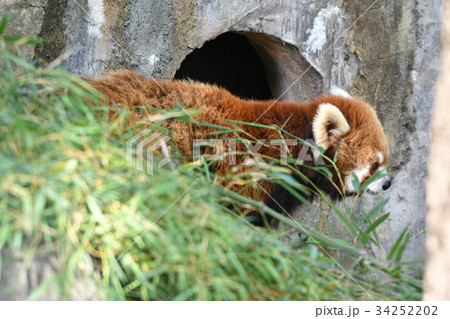 横浜・野毛山動物園のレッサーパンダ 34252202