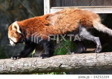 横浜・野毛山動物園のレッサーパンダ 34252204