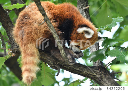 横浜・野毛山動物園のレッサーパンダ 34252206
