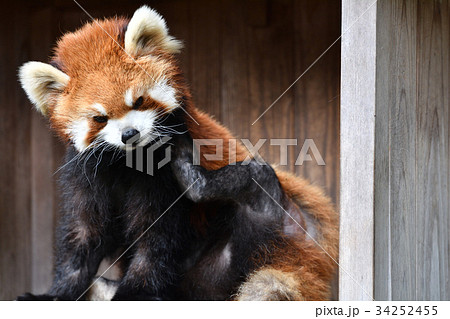 横浜・野毛山動物園のレッサーパンダ 34252455