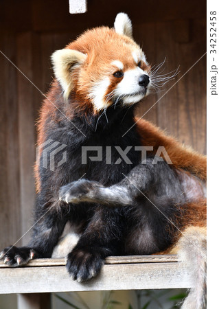 横浜・野毛山動物園のレッサーパンダ 34252458