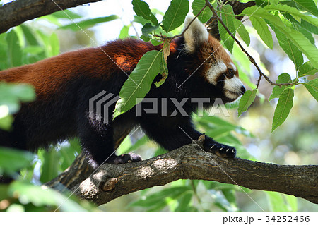横浜・野毛山動物園のレッサーパンダ 34252466
