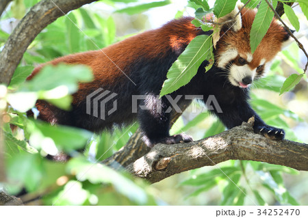 横浜・野毛山動物園のレッサーパンダ 34252470