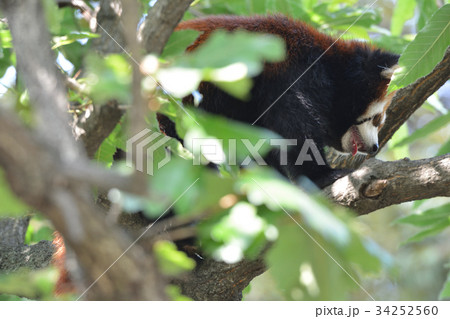 横浜・野毛山動物園のレッサーパンダ 横浜・野毛山動物園のレッサーパンダ 34252560