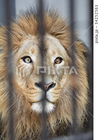 横浜・野毛山動物園のライオン 34252563