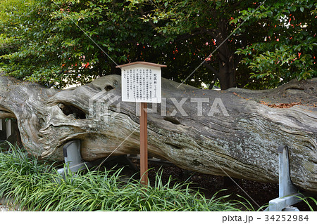 横浜・瀬戸神社（金沢八景） 34252984