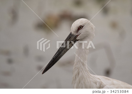 鳴門市大麻町で巣立ったコウノトリのなる 鳴門市大麻町で巣立ったコウノトリのなる 34253084
