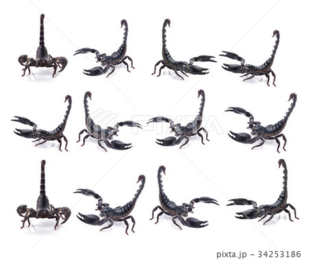 Scorpion on white background Scorpion on white background 34253186