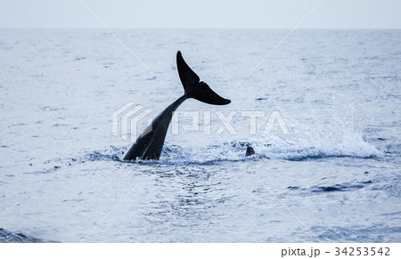 Tail of Common Dolphin. Atlantic Ocean 34253542