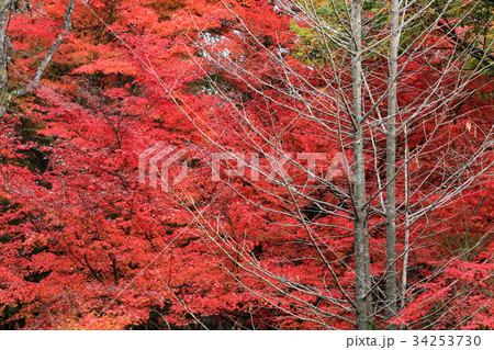 紅葉 紅葉 34253730