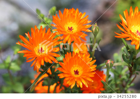 庭のオレンジの松葉菊 34255280