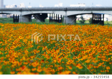 【もうすぐ架け替え】関戸橋とハルシャギク 34255458