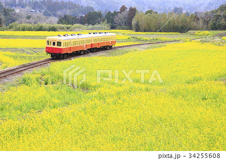 春の小湊鉄道 34255608
