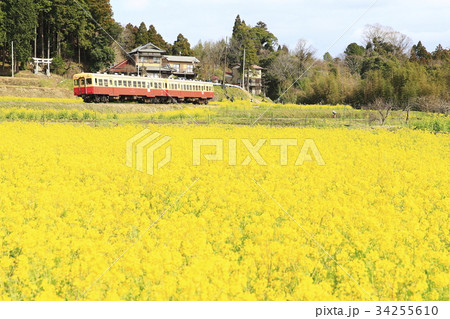春の小湊鉄道 春の小湊鉄道 34255610