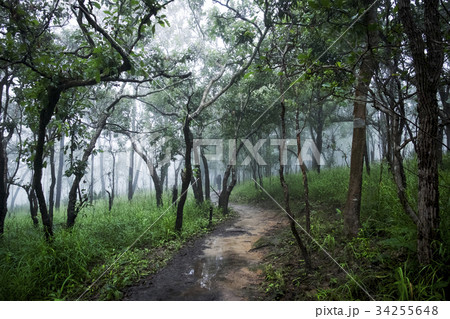 Rain forest with fog, mist. Nobody, landscape Rain forest with fog, mist. Nobody, landscape 34255648