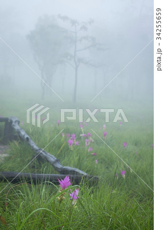 Wild nature Curcuma sessilis in thailand. 34255659