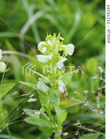 エゾシオガマ(蝦夷塩釜) 34256284