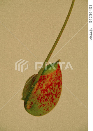 食虫植物 クロ-ズアップ クローズアップ 34256435