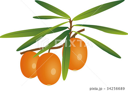 シーバックソーン シーバックソーン 34256689