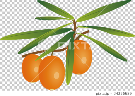 シーバックソーン シーバックソーン 34256689