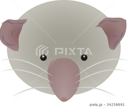 ジャコウネズミのイラスト素材