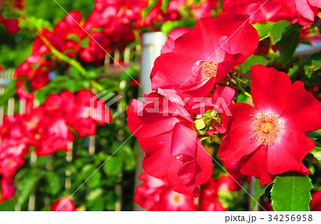 つるバラ(カクテル)の花 つるバラ(カクテル)の花 34256958