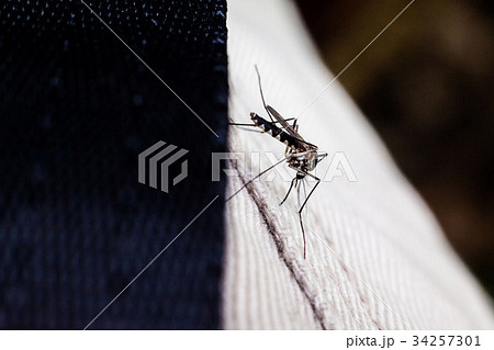 Real mosquito indicating dangerous of Aedes 34257301