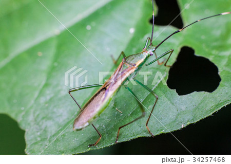 Real marmorated stink bug or Halyomorpha halys 34257468