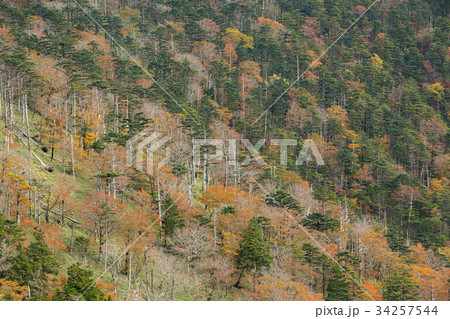 山の紅葉 34257544