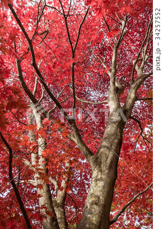 もみじ 34257552