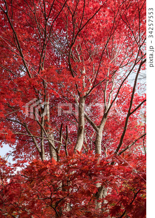 もみじ 34257553
