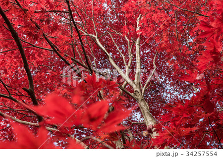 もみじ 34257554