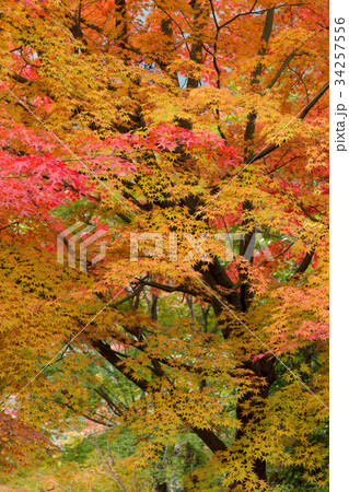 もみじ もみじ 34257556