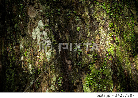 樹皮 34257587
