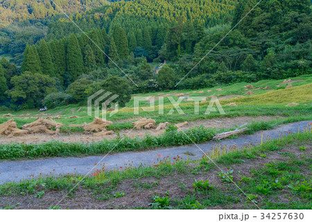 【千葉県】実りの秋、大山千枚田 34257630