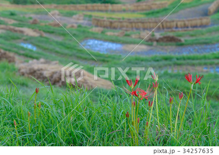 【千葉県】実りの秋、大山千枚田 34257635