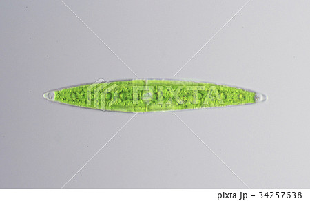 ミカヅキモ ミカヅキモ 34257638