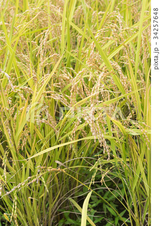 稲穂 34257648
