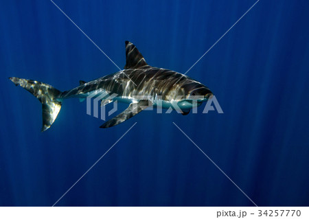 Great White shark underwater ready to attack Great White shark underwater ready to attack 34257770