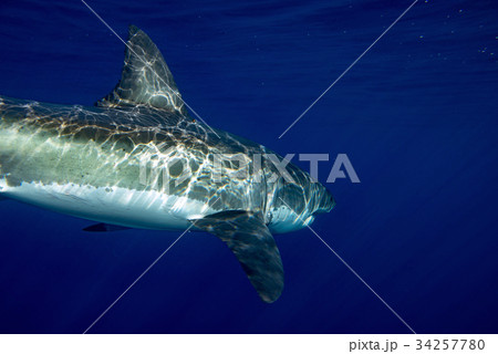 Great White shark underwater ready to attack 34257780